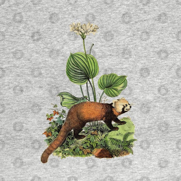 RED PANDA Illustration by Biophilia